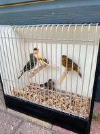 koppel kanaries met 2 jonkies, Dieren en Toebehoren, Vogels | Kanaries