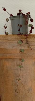 Stekjes Chinees lantaarnplantje / String of hearts, Huis en Inrichting, Kamerplanten, Ophalen of Verzenden, Overige soorten, Minder dan 100 cm