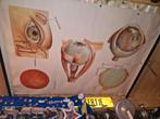 Antieke schoolplaat oog, Antiek en Kunst, Ophalen