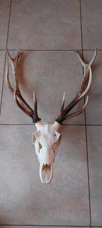 Groot Hertengewei - Prachtig Decoratiestuk, Ophalen