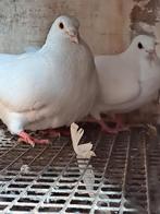 Witte duiven, Dieren en Toebehoren, Vogels | Duiven, Geslacht onbekend, Overige soorten
