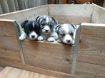 Te huur verrijdbare kraamkooi  voor middel of kleine honden, Dieren en Toebehoren, Overige Dieren-accessoires, Huur kraamkooi