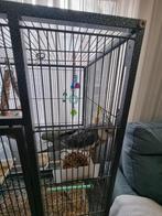 Valk parkiet, kooi, draag kooi en voedsel, Ophalen of Verzenden, Gebruikt, Metaal, Vogelkooi