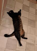 Europees kat. Gratis, Kater