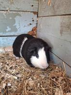 Cavia dekbeer, Dieren en Toebehoren, Knaagdieren, Mannelijk, Cavia, Voor 1 juli 2024