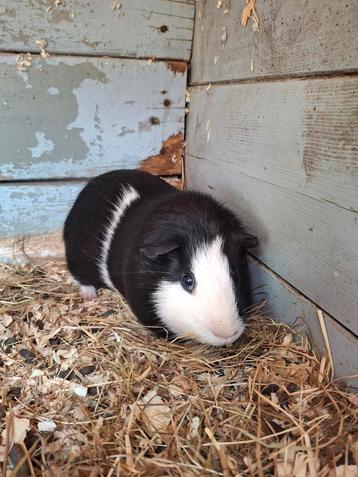 Lieve bonte cavia beer beschikbaar voor biedingen
