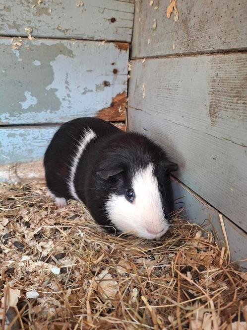 Lieve bonte cavia beer, Dieren en Toebehoren, Knaagdieren, Mannelijk, Cavia, Voor 1 juli 2024