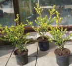 Ilex crenata Green Hedge 25/30cm Groenblijvende haag, Tuin en Terras, Planten | Struiken en Hagen, Ophalen, Hulst, Haag, Minder dan 100 cm