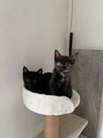 Lieve kittens zoeken nog een lief baasje <3, Dieren en Toebehoren, Katten en Kittens | Overige Katten, Meerdere dieren, Kortharig