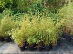 BAMBOE FARGESIA RUFA *NIET WOEKEREND* v.a. € 8,50, Tuin en Terras, Ophalen, Bamboe, Struik, 100 tot 250 cm