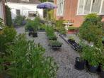 Vaste planten, o.a. zonnehoed, hosta, Ophalen, Overige soorten