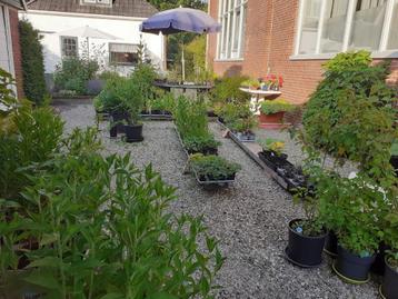 Vaste planten, o.a. zonnehoed, hosta beschikbaar voor biedingen