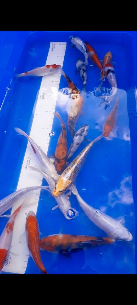 Tosai Japanse Koi Mix 35 stuks | 2, Dieren en Toebehoren, Vissen | Vijvervissen, Karper of Koi