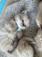 100% ragdoll kittens ALLE KITTENS ZIJN GERESERVEERD, Dieren en Toebehoren, Katten en Kittens | Raskatten | Langhaar, Kater, Ontwormd