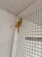 Turqusineparkiet pastel man, Dieren en Toebehoren, Mannelijk, Parkiet