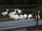 te koop twentse land ganzen en boeren witte ganzen, Dieren en Toebehoren, Pluimvee, Meerdere dieren, Gans of Zwaan