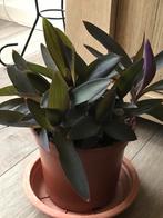 Grote pot met mooie zeldzame tradescantia planten, Ophalen of Verzenden, Volle zon, Minder dan 100 cm