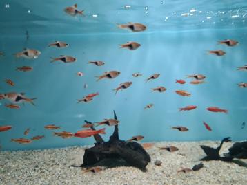 Kegelvlekbarbeel, Rasbora Heteromorpha, barbeel beschikbaar voor biedingen