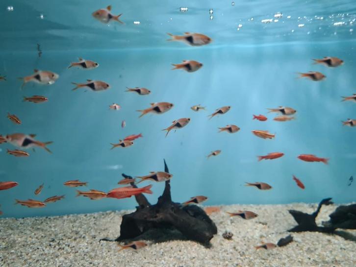 Kegelvlekbarbeel, Rasbora Heteromorpha, barbeel, Dieren en Toebehoren, Vissen | Aquariumvissen, Zoetwatervis, Vis