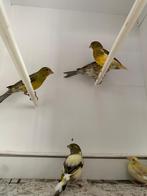 Timbrado kanaries, Dieren en Toebehoren, Vogels | Kanaries, Meerdere dieren, Zangkanarie