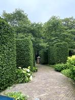 Tuinonderhoud Noord-Holland Hoveniersbedrijf Tuinenkapper, Diensten en Vakmensen, Tuinmannen en Stratenmakers, Tuinonderhoud of Snoeiwerk