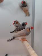 Zebravinken, Meerdere dieren, Tropenvogel, Geringd