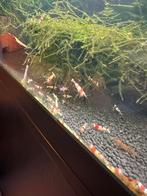 Crystal red garnalen, Dieren en Toebehoren, Vissen | Aquariumvissen, Kreeft, Krab of Garnaal