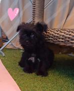 ....PRACHTIGE SHIH TZU PUPS..., Parvo, Overige rassen, 8 tot 15 weken, Meerdere
