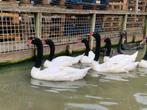 Zwarthals zwanen | Losse mannen te koop | Mooie zwanen, Meerdere dieren, Gans of Zwaan