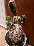 Euphorbia mlanjeana 25cm XL, rare caudex, succulent, plant, Huis en Inrichting, Kamerplanten, Verzenden, Halfschaduw, Minder dan 100 cm