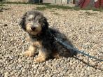 Pup Walter, een kleine, vrolijke en lieve hond, Dieren en Toebehoren, Honden | Niet-rashonden, Particulier, Rabiës (hondsdolheid)