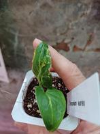 Syngonium aurea, Huis en Inrichting, Kamerplanten, Ophalen, Overige soorten, Minder dan 100 cm