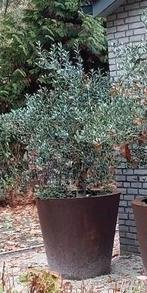Hele grote zware cortenstaal plantenbak met olijfboom, Tuin en Terras, Bloembakken en Plantenbakken, Ophalen, Gebruikt, Rond, Metaal