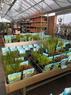 Opheffing verkoop. Vijverplanten korting, Ophalen, Volle zon, Vaste plant, Zomer