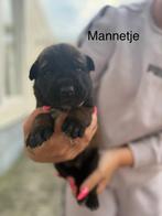 Mechelse herder pups, Rabiës (hondsdolheid), 8 tot 15 weken, Meerdere, Meerdere dieren
