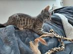 Prachtige en lieve blue spotted Savannah kittens (f6), Dieren en Toebehoren, Katten en Kittens | Overige Katten, Poes, Kortharig