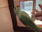 Grote Alexanderparkiet, Dieren en Toebehoren, Vogels | Parkieten en Papegaaien, Mannelijk, Papegaai, Geringd