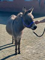 🫏🫏🫏💙Kei leuke lieve brave ezel🫏🫏🫏❤️, Dieren en Toebehoren, Mei, Mannelijk