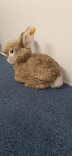 Konijn, Verzamelen, Ophalen, Zo goed als nieuw, Overige typen, Steiff