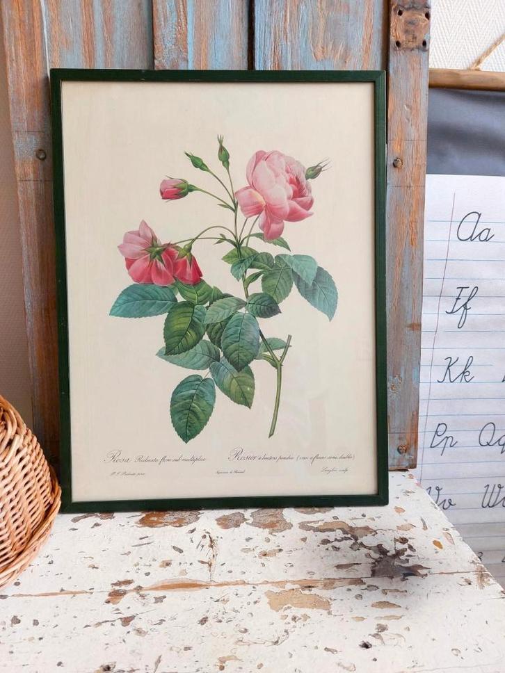 Vintage rozen schilderij van Redoute, Antiek en Kunst, Antiek | Overige Antiek, Ophalen of Verzenden