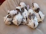 Standaard rex konijnetjes, Dieren en Toebehoren, Konijnen, Meerdere dieren, Groot