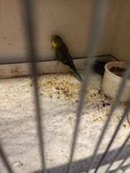 2 jonge blackwing net uit blok om tam te maken, Dieren en Toebehoren, Meerdere dieren, Parkiet, Tam