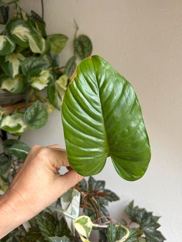 Philodendron ernestii, gewortelde stek met uitloper beschikbaar voor biedingen