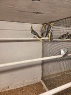 Valkparkieten poppen, Dieren en Toebehoren, Vrouwelijk, Parkiet