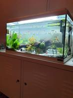 Gezocht vissen / aquariums, Dieren en Toebehoren, Vissen | Aquaria en Toebehoren, Ophalen of Verzenden, Zo goed als nieuw