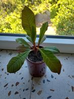 Madagascar Jewel plantje, Ophalen, Overige soorten, Minder dan 100 cm