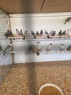 Diverse tropen zaterdag geopend, Mannelijk, Tropenvogel