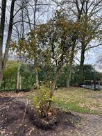 Kronkelhazelaar, Ophalen, Halfschaduw, Overige soorten, Lente