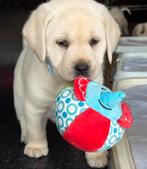 Mooi lieve gele labrador puppy’s te koop, Dieren en Toebehoren, Honden | Retrievers, Spaniëls en Waterhonden, CDV (hondenziekte)