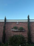 Taxus Baccata - Venijnboom, Vaste plant, Bloeit niet, Halfschaduw, Ophalen